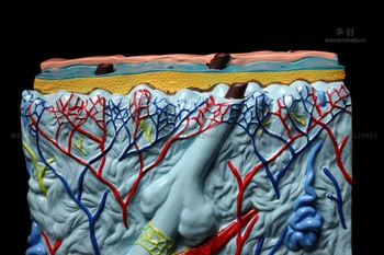 Kože, zosilnenie model 105 Viacerých kožného Tkaniva Štruktúra Zosilnenie Model Ľudského Tkaniva Orgánov Lekárske Modely